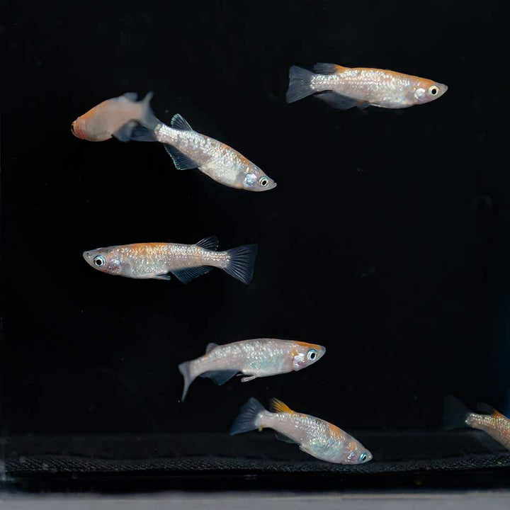 メダカ | 三色ラメメダカ成魚ペアセット - 産卵サイズ・観察用