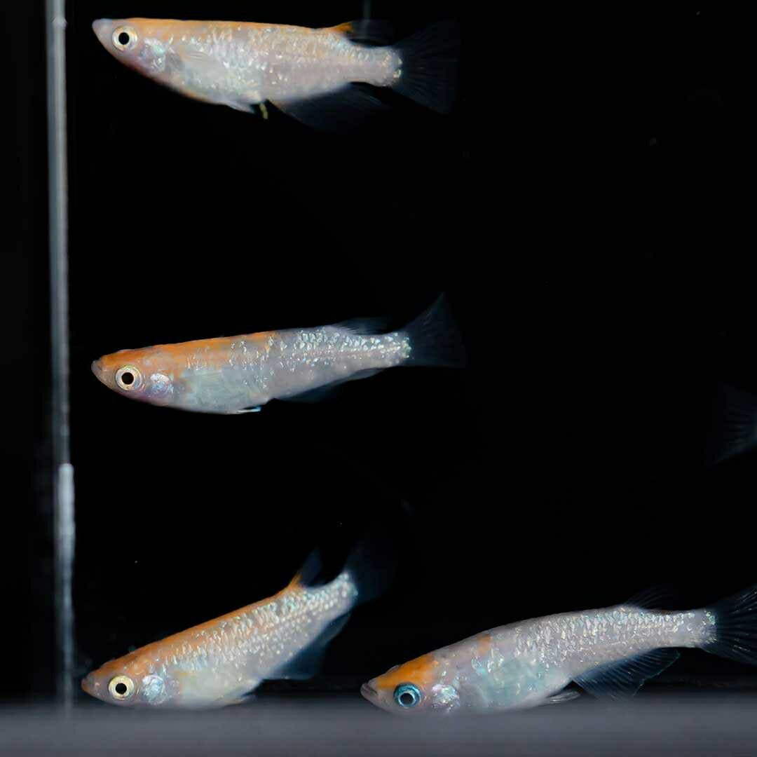 メダカ | 三色ラメメダカ 成魚ペア+保証 泳ぐ宝石