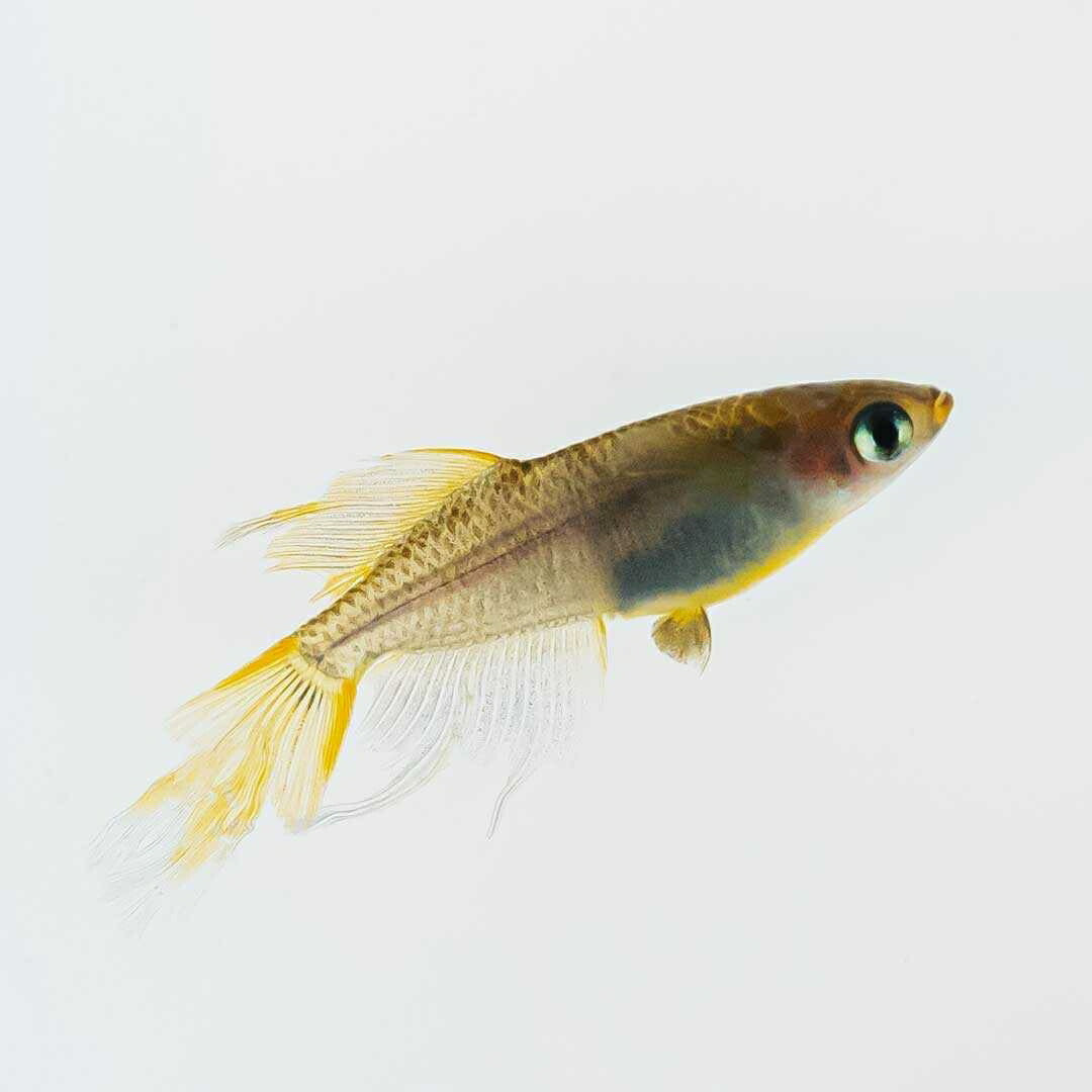 メダカ | ブラックスワローヒカリメダカ 卵 15個セット（おまけ付き）- アクアリウム用安心飼育キット