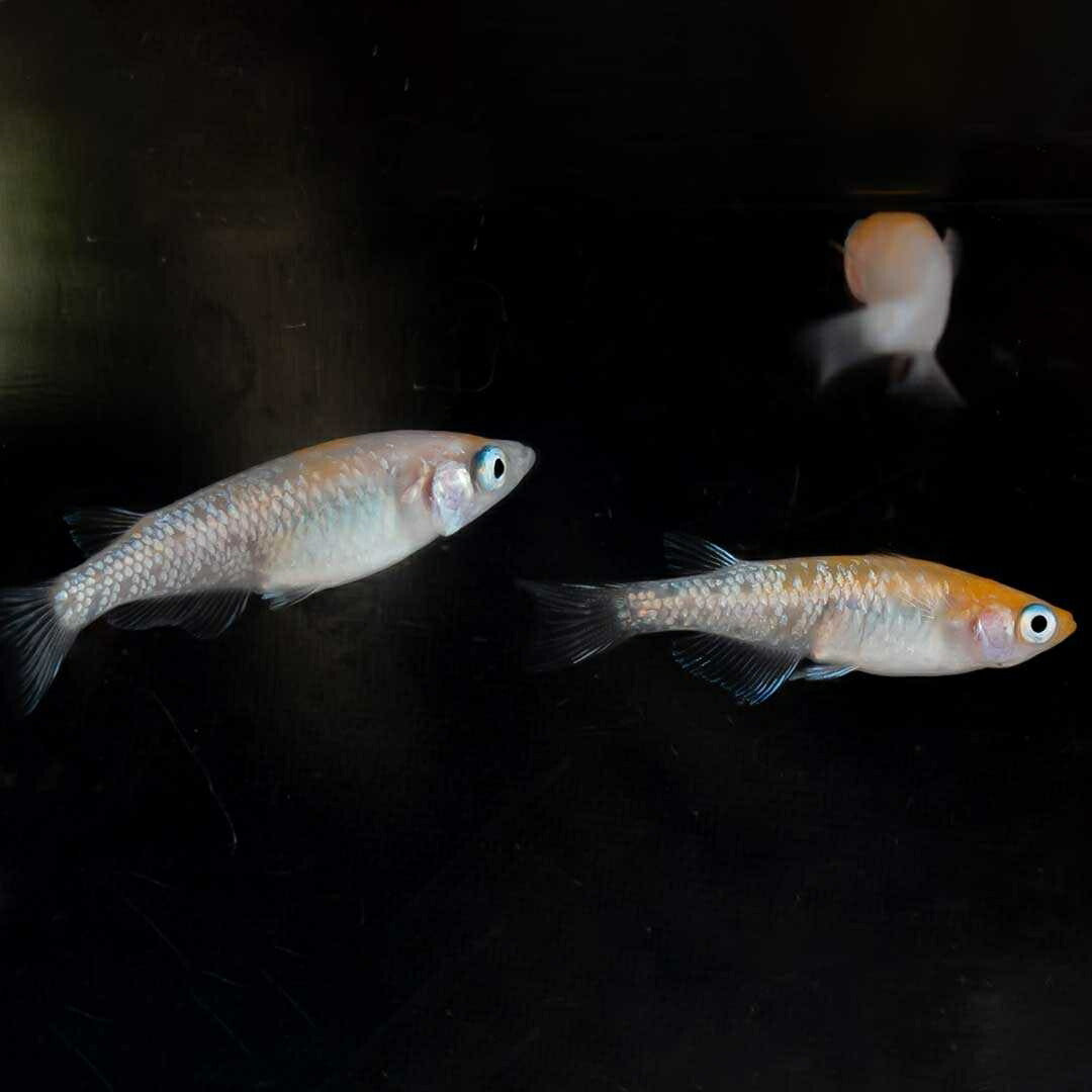 メダカ | 凛華紅白ラメメダカ 2ペア成魚セット +保証付き
