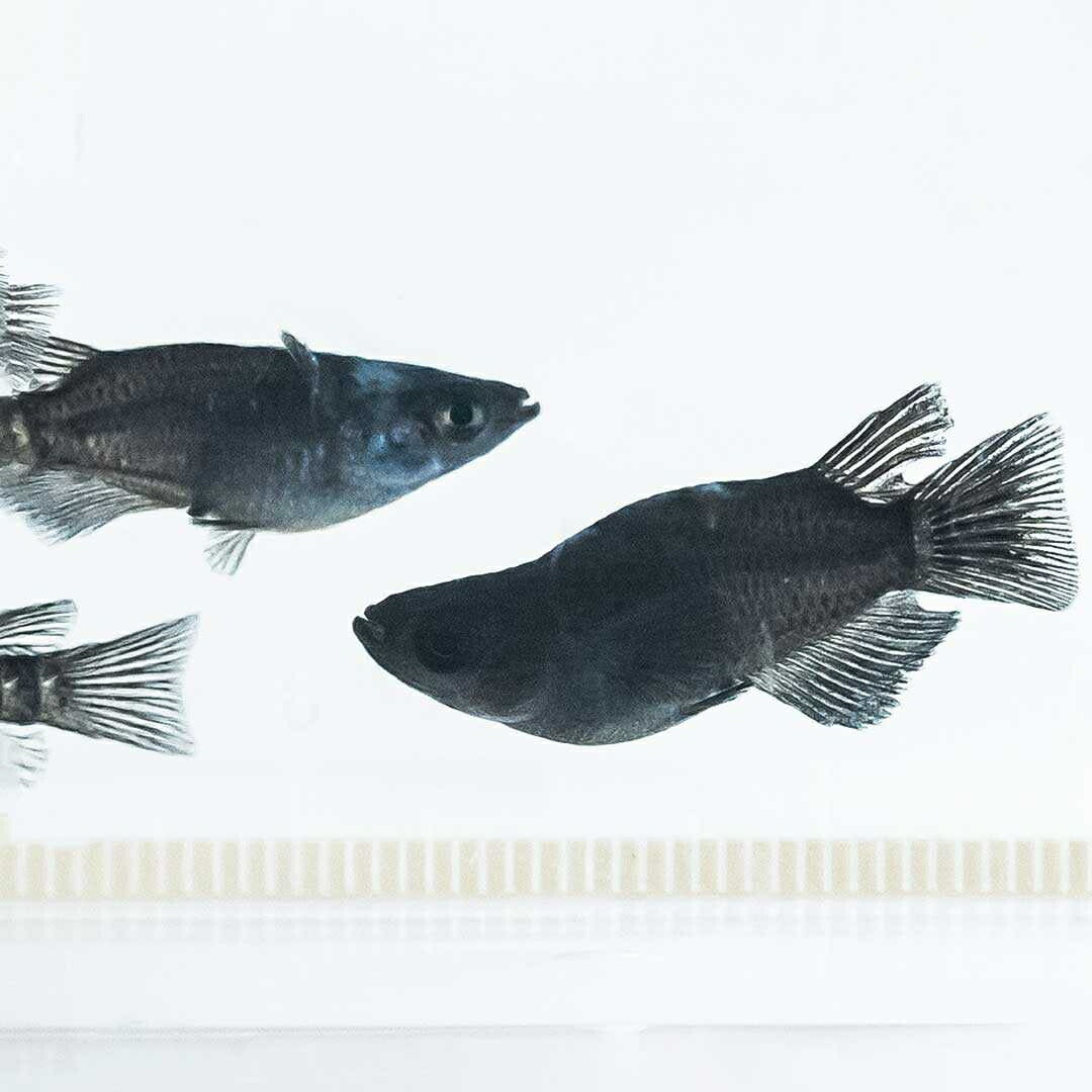 メダカ | オロチダルマメダカ成魚ペア - 水槽用厳選種