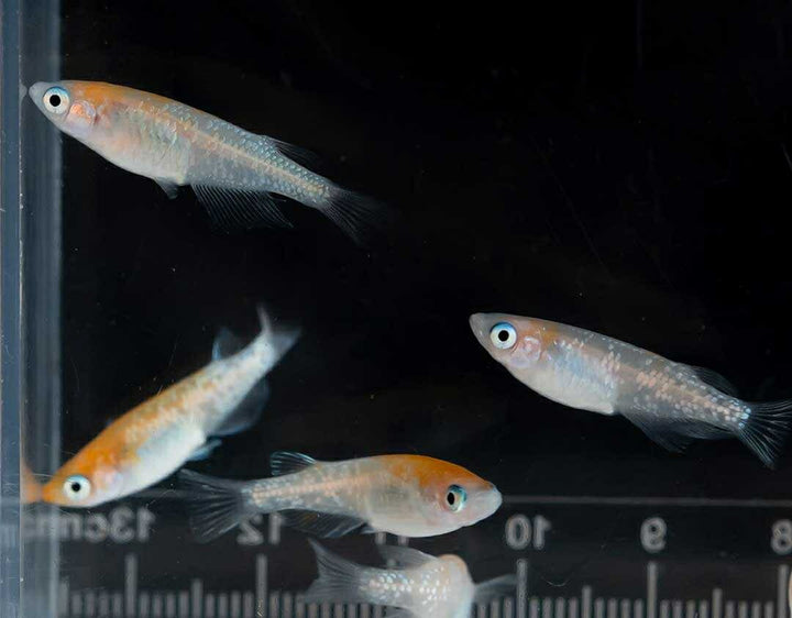 メダカ | 凛華紅白ラメメダカ 2ペア成魚セット +保証付き
