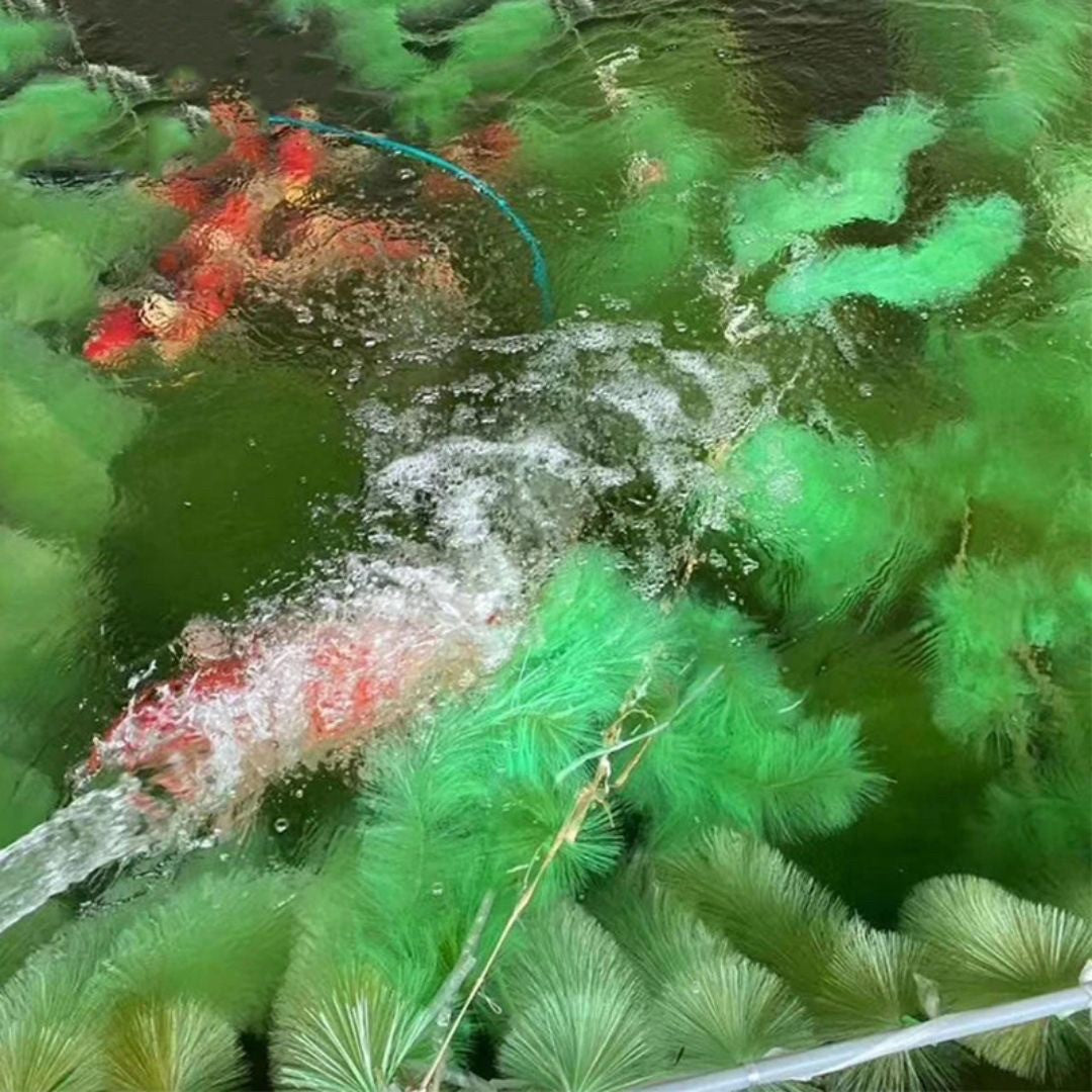 ペットグッズ | 錦鯉・コイ用産卵床セット5個 - 水槽・アクアリウム対応