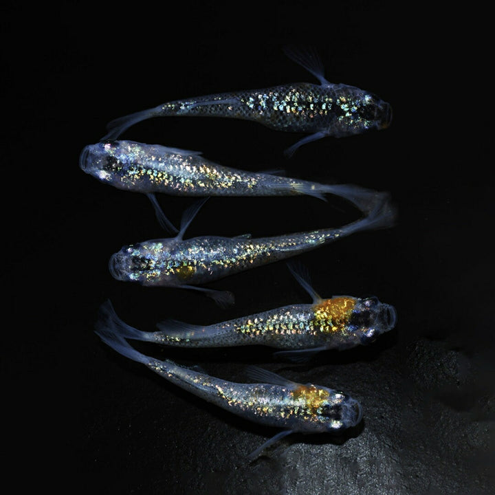 メダカ | メダカ稚魚セット 10+5個 アクアリウム用
