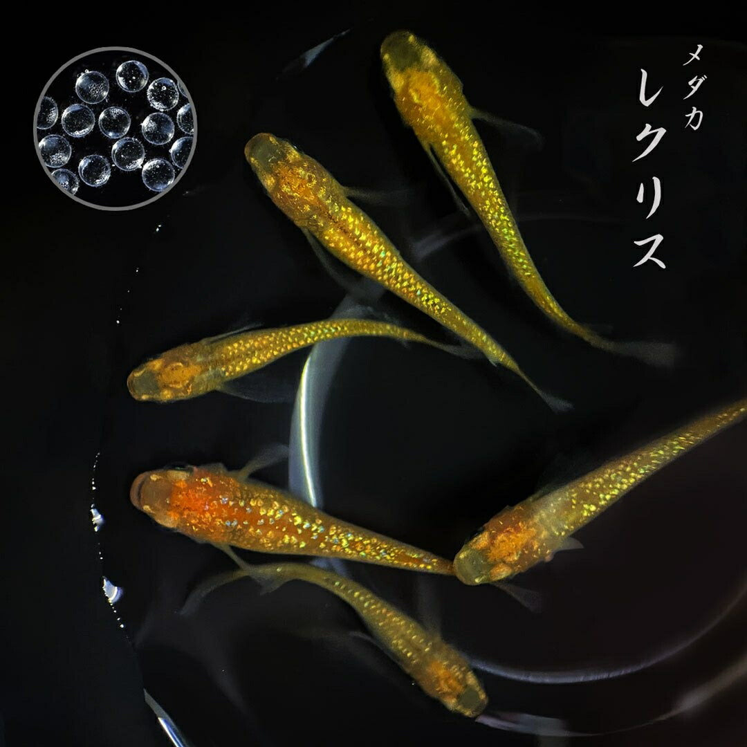 メダカ | メダカ稚魚セット10個+おまけ5個 | ヒレ長・厳選種で観察・繁殖に最適