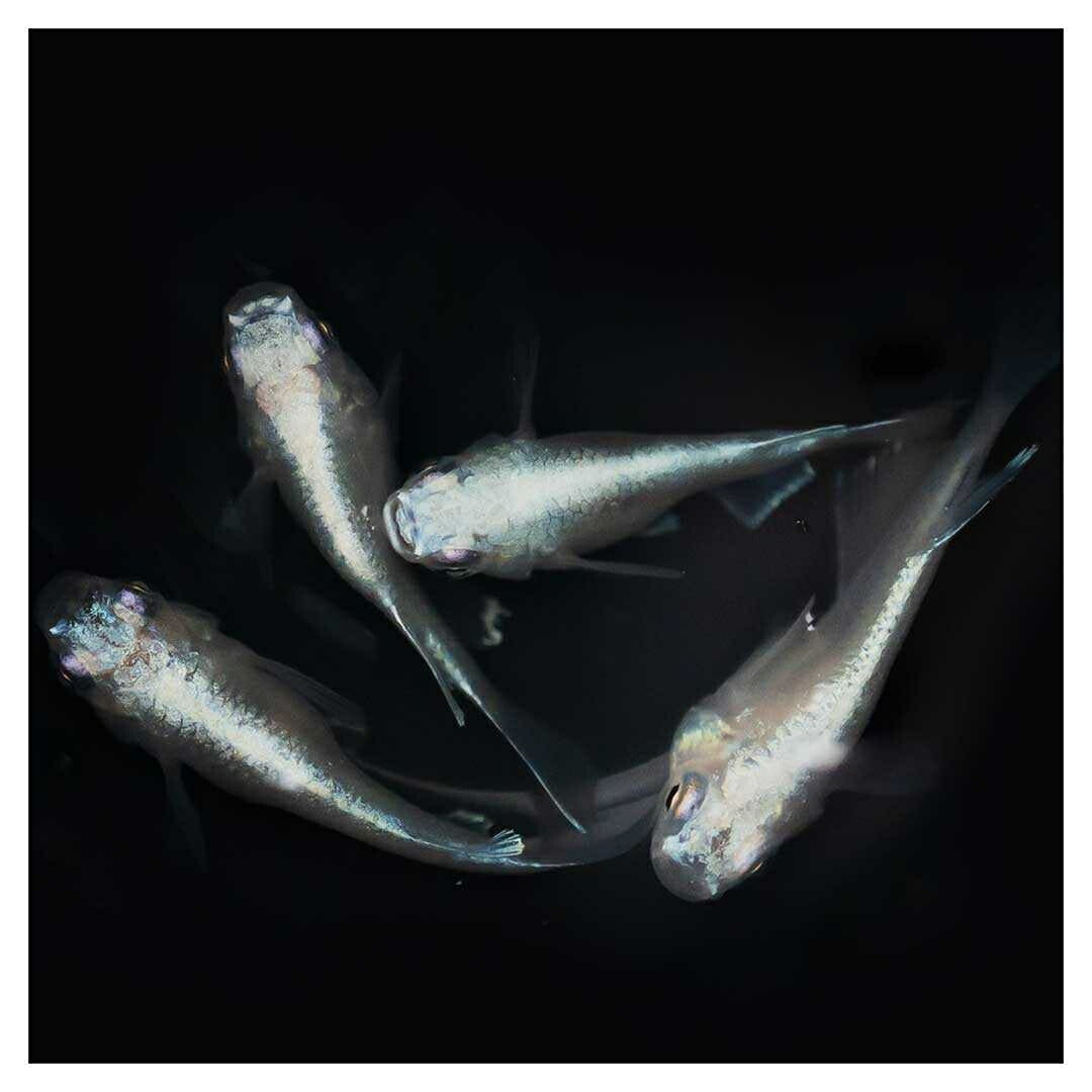 メダカ | 幹之ダルマメダカ成魚ペア - 種親クラスの美しい観賞用