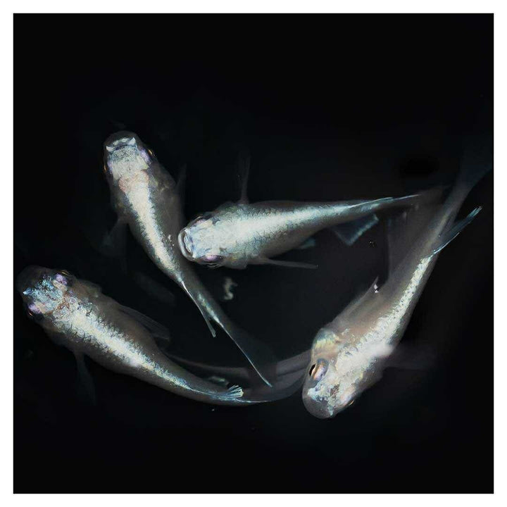 メダカ | 幹之ダルマメダカ成魚ペア - 種親クラスの美しい観賞用
