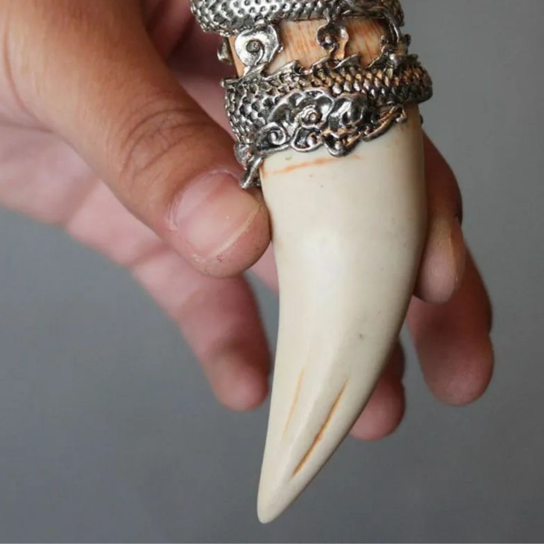 ネックレス | 龍の牙ネックレストップ | メンズ・レディースアクセサリー