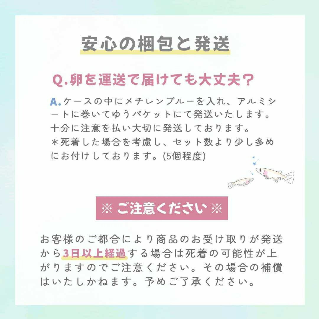 メダカ | メダカ卵ランダムMIXセット20個+おまけ付き - アクアリウム用厳選種