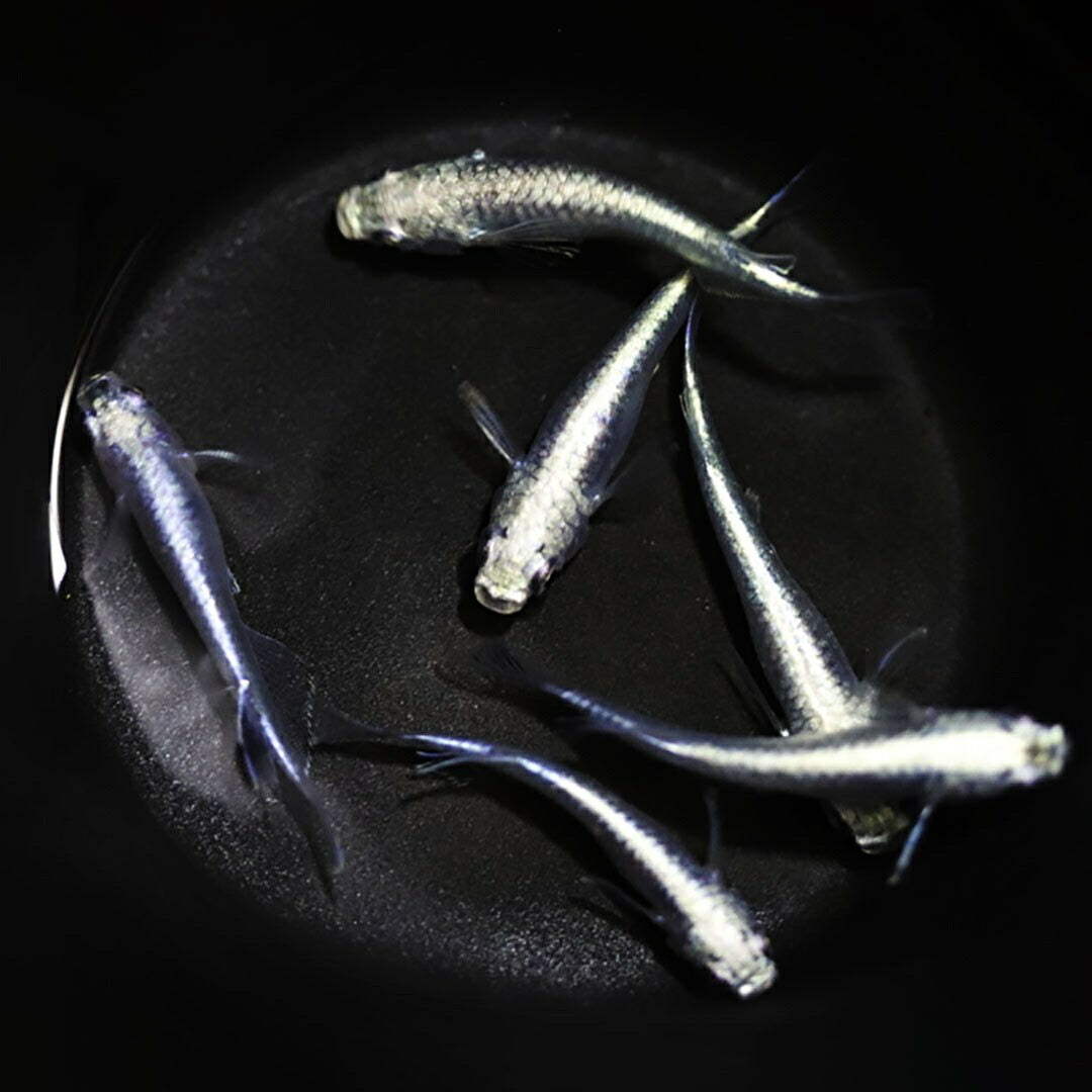メダカ | 極龍メダカ成魚ペアセット - 産卵サイズ・ヒレ長・メタリック