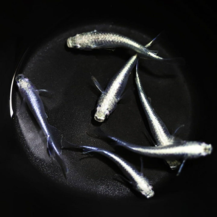 メダカ | 極龍メダカ成魚ペアセット - 産卵サイズ・ヒレ長・メタリック
