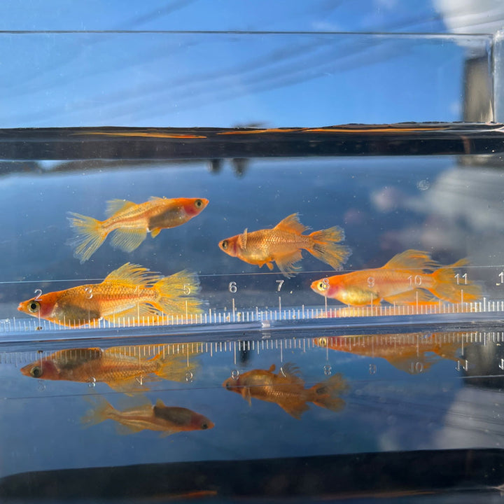 メダカ | 竜章鳳姿メダカ 成魚ペアセット + 保証付き