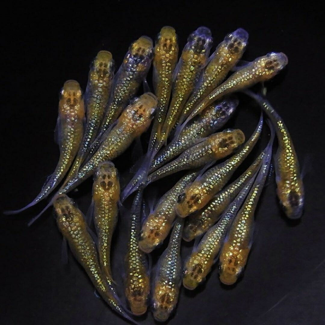 メダカ | ユリシスメダカ成魚ペア - 産卵サイズ保証付き