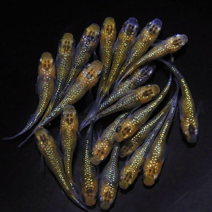 メダカ | ユリシスメダカ成魚ペア - 産卵サイズ保証付き