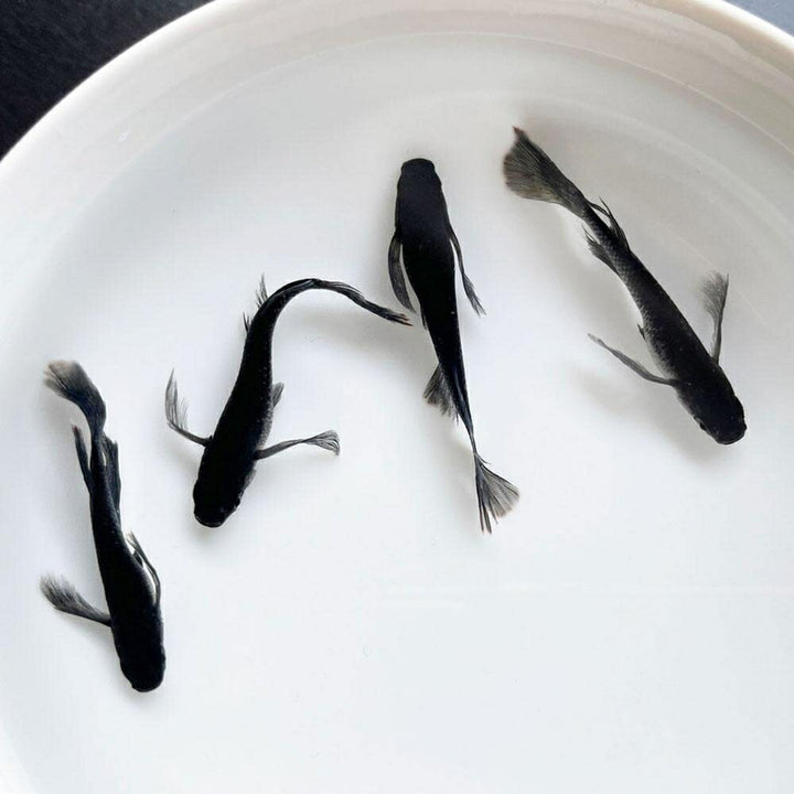 メダカ | ブラックダイヤロングフィンメダカ 成魚ペアセット 松井×オロチ交配