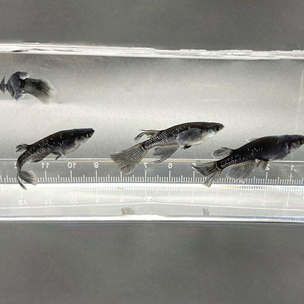 メダカ | ブラックダイヤロングフィンメダカ成魚セット - 松井ヒレ長×オロチラメ2ペア+保証1匹
