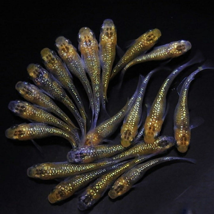 メダカ | ユリシスメダカ稚魚10+5個セット アクアリウム用厳選種