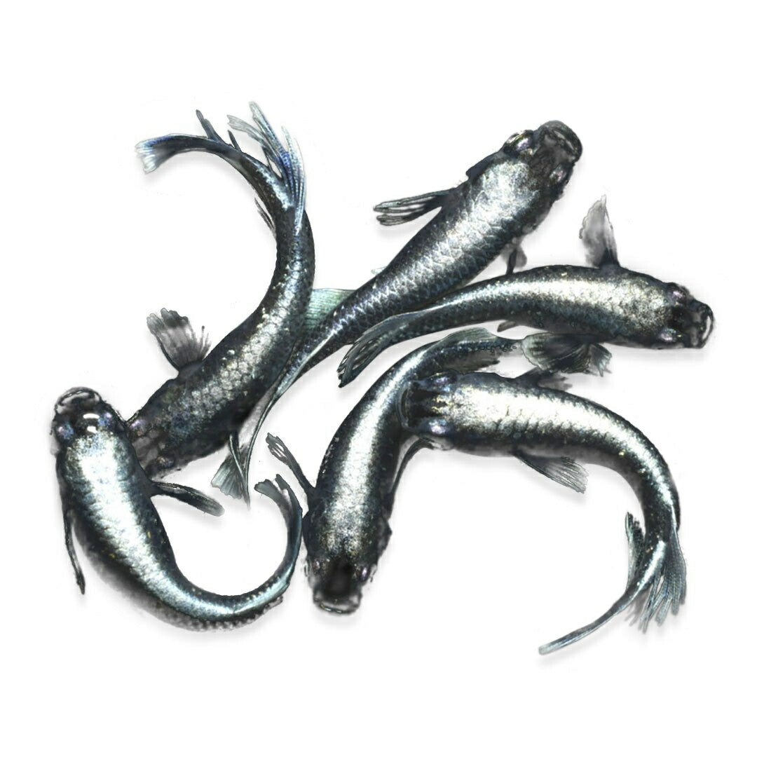 メダカ | マリアージュロングフィンメダカ 2ペア成魚セット【産卵サイズ・保証付き】