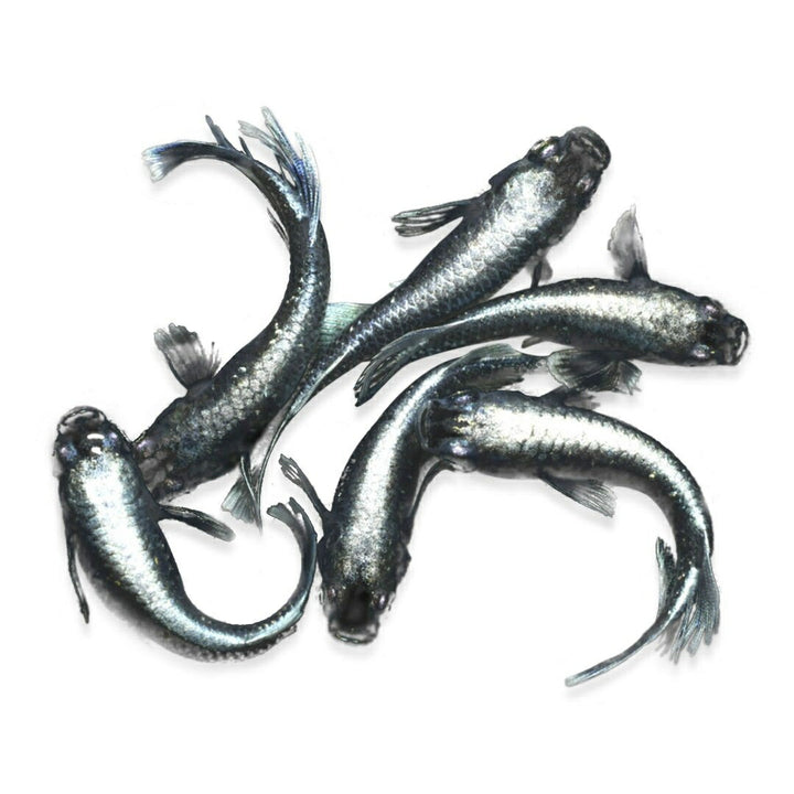 メダカ | マリアージュロングフィンメダカ 2ペア成魚セット【産卵サイズ・保証付き】