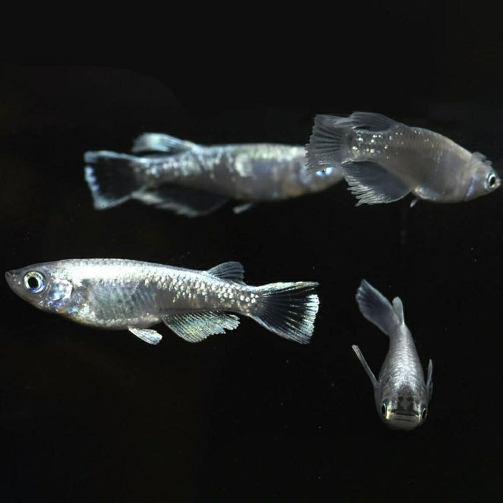メダカ | マリアージュロングフィンメダカ 2ペア成魚セット【産卵サイズ・保証付き】
