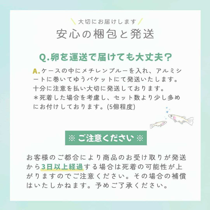 メダカ | ピュアホワイトメダカ卵セット 10+5個 安心飼育用