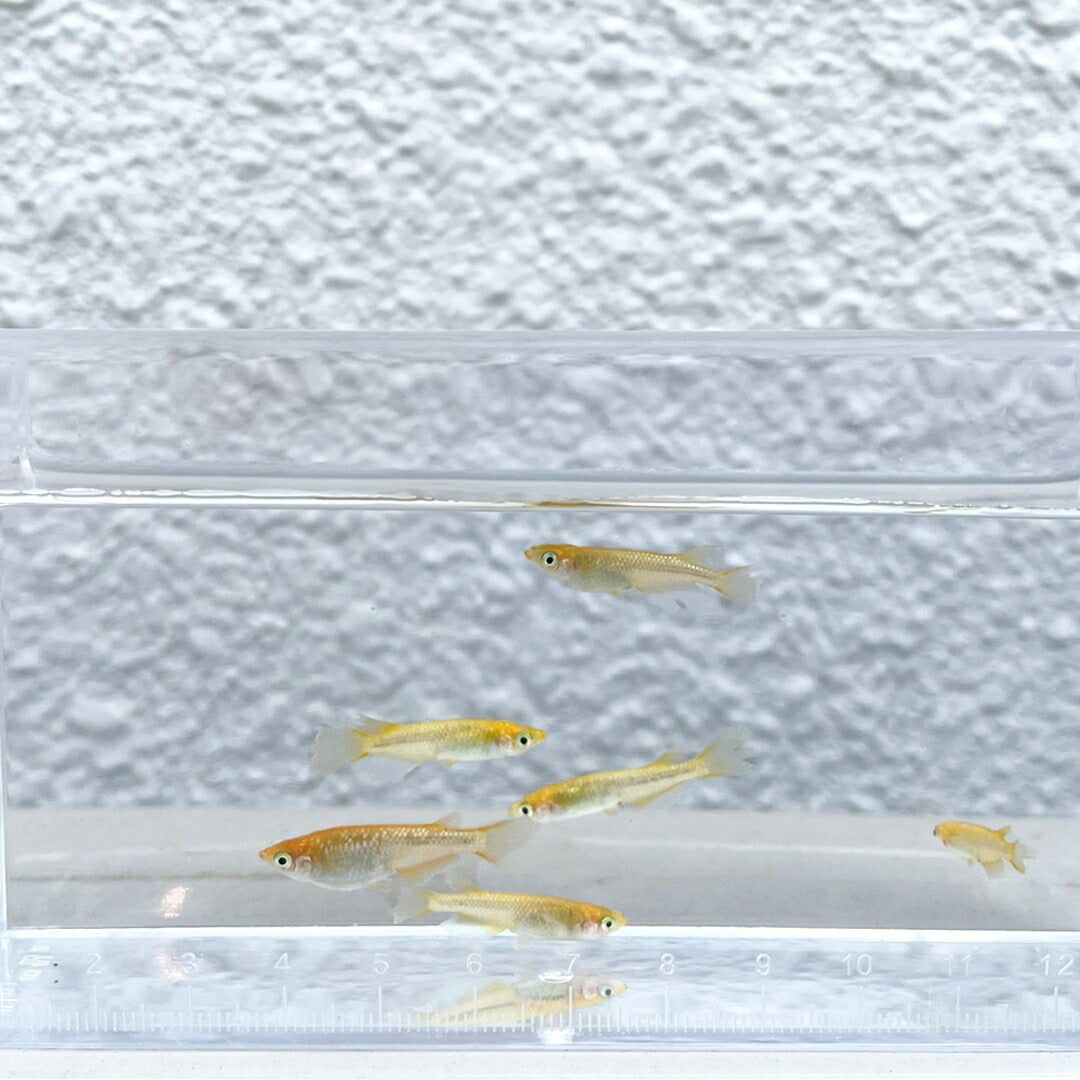 メダカ | メダカ レクリス 成魚 4ペア+保証2匹 - アクアリウム用