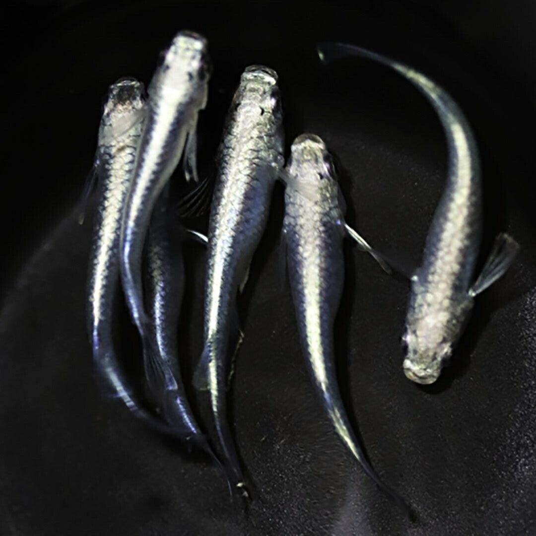 メダカ | 極龍メダカ成魚ペア - 産卵サイズのヒレ長種