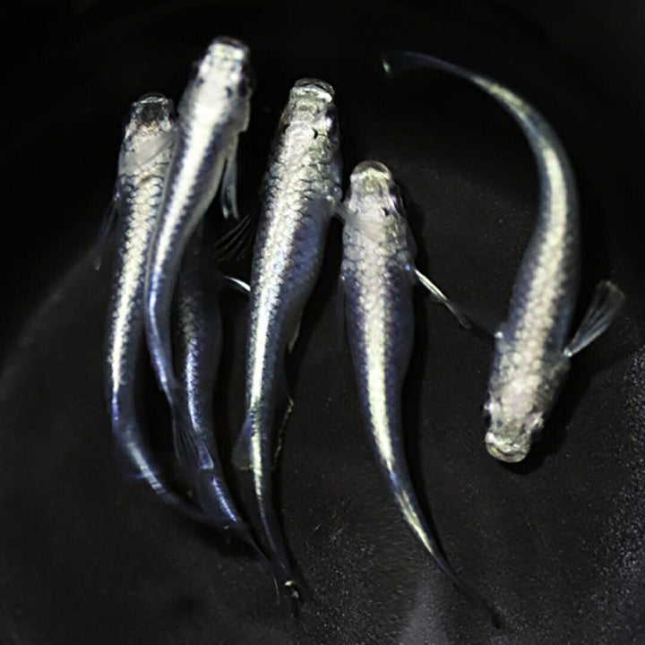 メダカ | 極龍メダカ成魚ペア - 産卵サイズのヒレ長種
