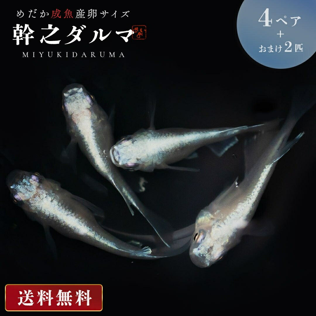 メダカ | 幹之ダルマメダカ成魚ペア - 種親クラスの美しい観賞用
