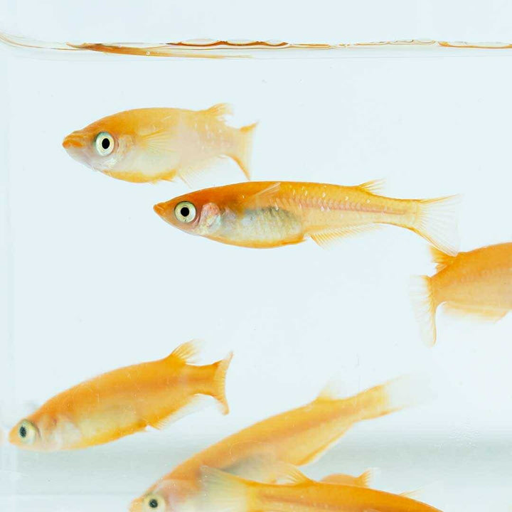 メダカ | 楊貴妃メダカ成魚ペア4+2保証 - アクアリウム用厳選種