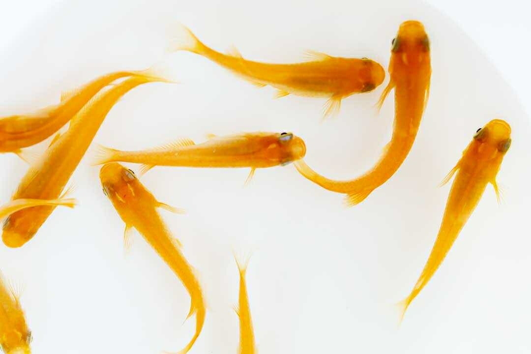 メダカ | 楊貴妃メダカ成魚ペア4+2保証 - アクアリウム用厳選種