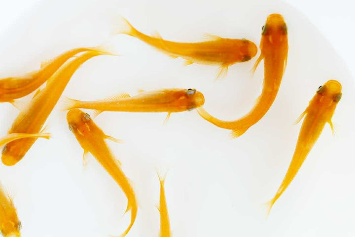 メダカ | 楊貴妃メダカ成魚ペア4+2保証 - アクアリウム用厳選種