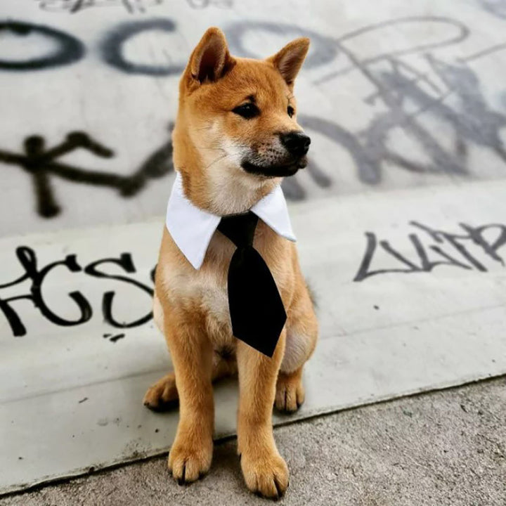 ペットグッズ | 小型犬・猫用おしゃれネクタイ（赤/黒）