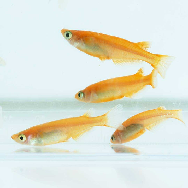 メダカ | 楊貴妃メダカ成魚ペア4+2保証 - アクアリウム用厳選種