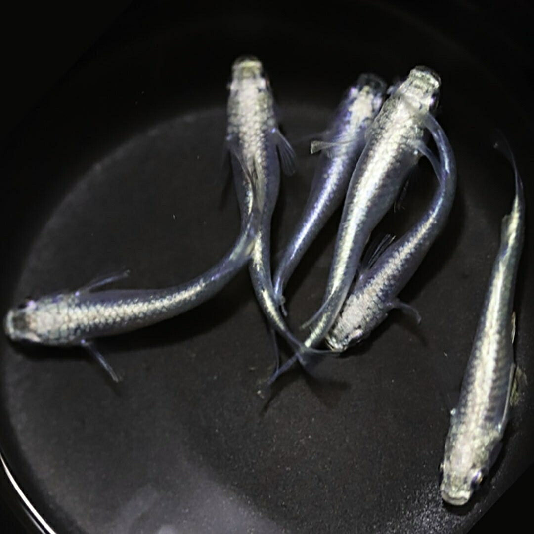 メダカ | 極龍メダカ成魚ペア - 産卵サイズのヒレ長種