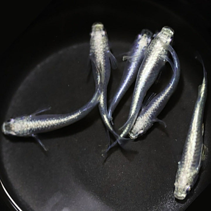 メダカ | 極龍メダカ成魚ペア - 産卵サイズのヒレ長種