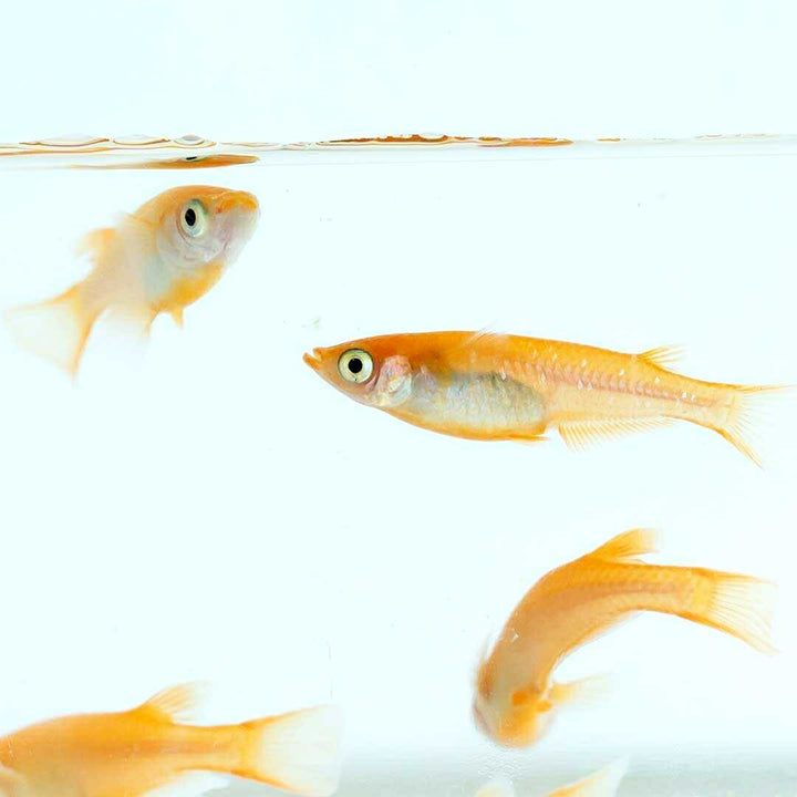 メダカ | 楊貴妃メダカ 産卵サイズ2ペア+保証1匹セット