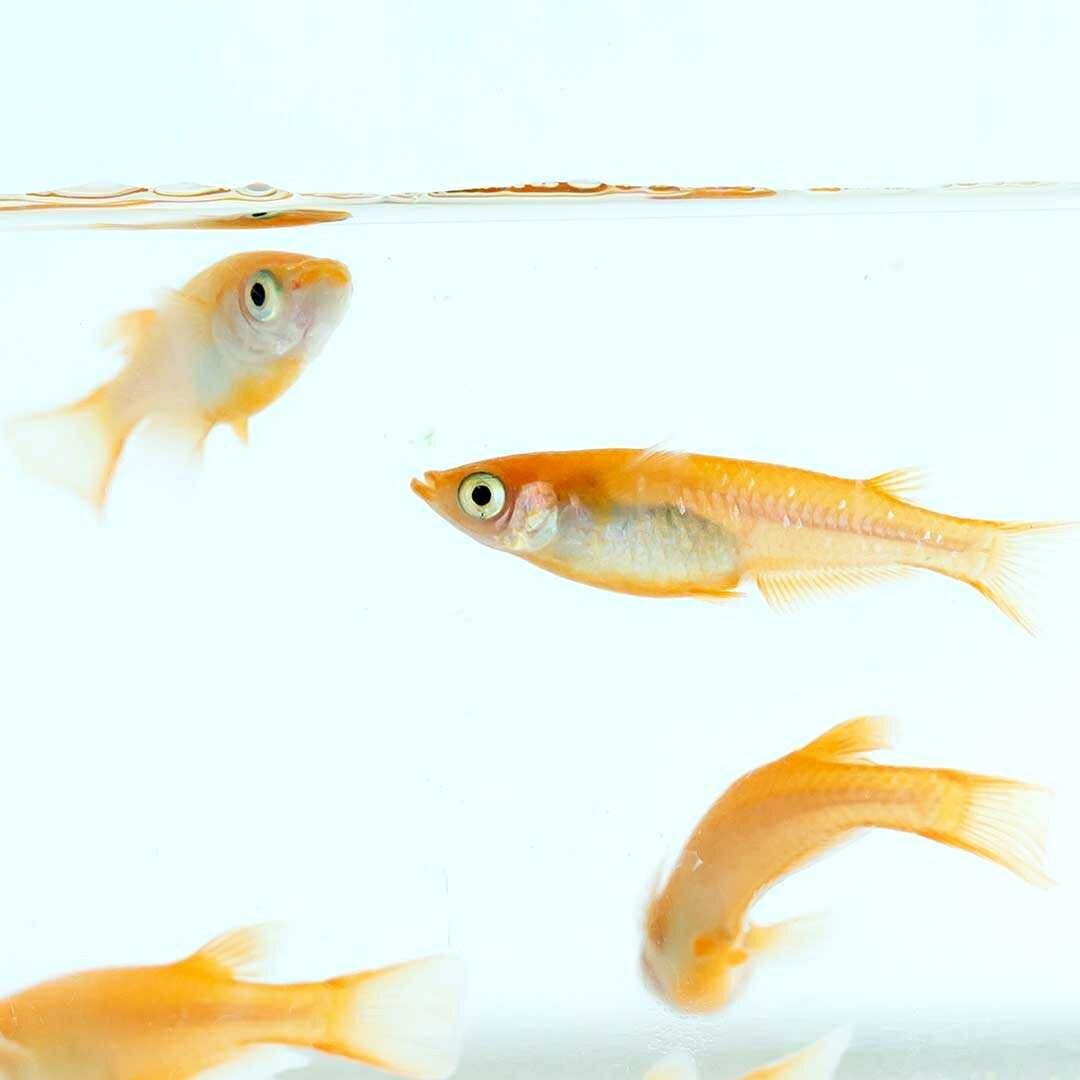メダカ | 楊貴妃メダカ成魚ペア4+2保証 - アクアリウム用厳選種