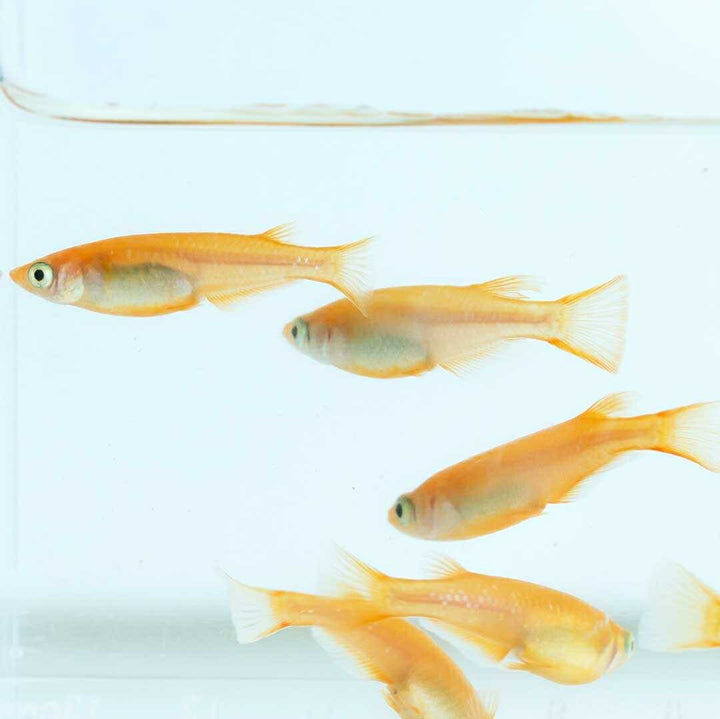 メダカ | 楊貴妃メダカ卵10個セット+おまけ付き - アクアリウム用品